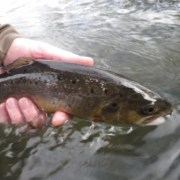 Willington & District Angling Club logo